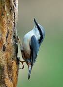Eurasian nuthatch - Sitta europaea